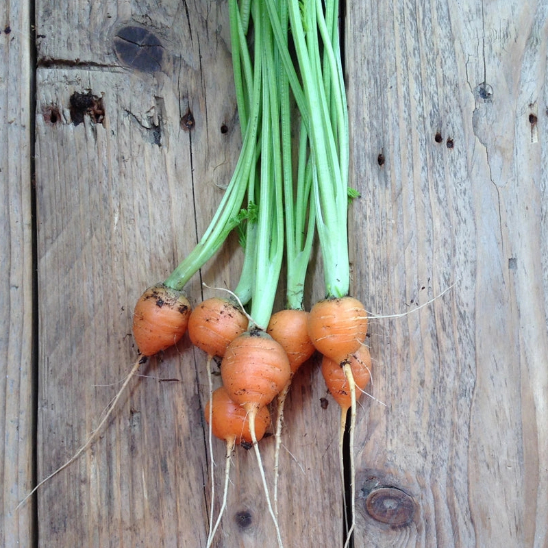 Saatgut Karotte Paris Market – Bild 3